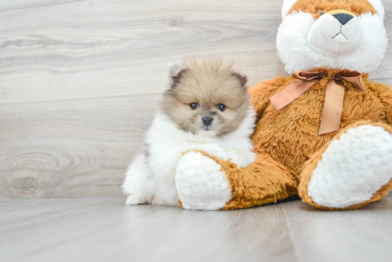 Popular Pomeranian Purebred Pup