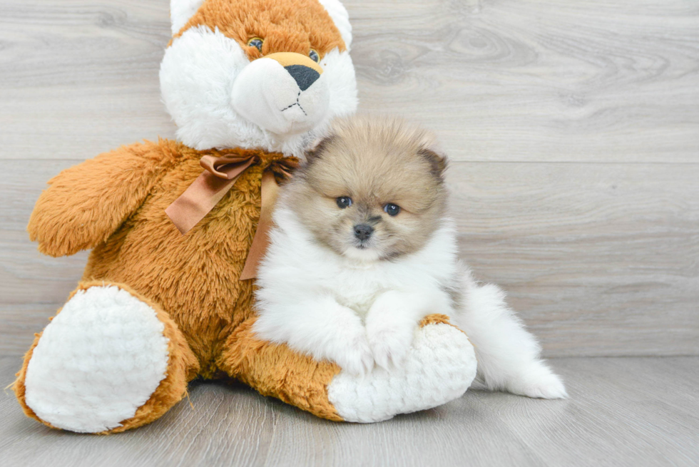 Pomeranian Puppy for Adoption