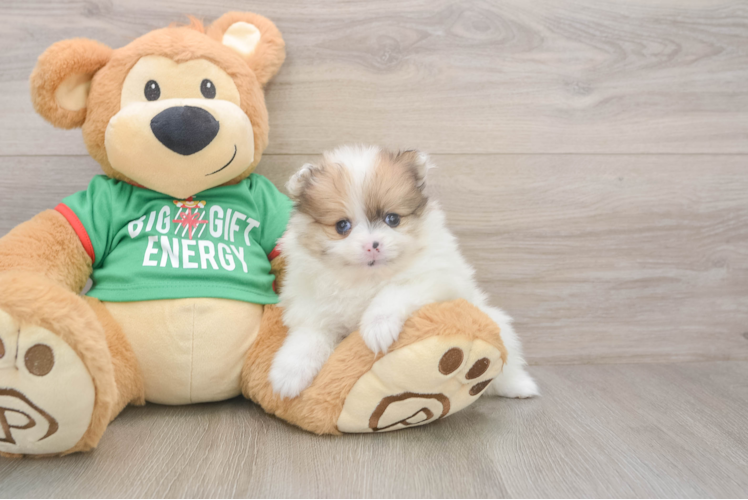 Pomeranian Puppy for Adoption