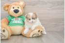 Pomeranian Puppy for Adoption