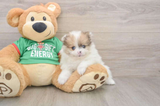 Pomeranian Puppy for Adoption