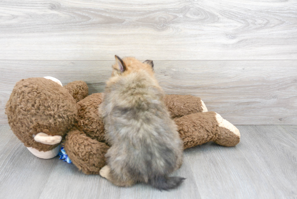 Pomeranian Pup Being Cute