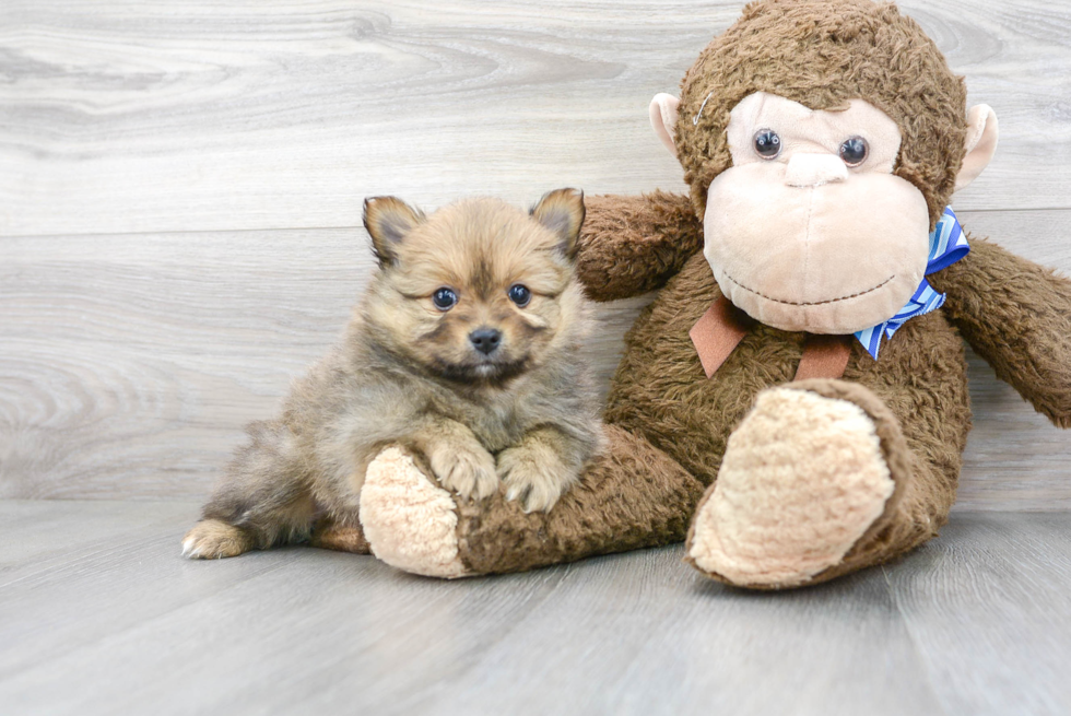 Energetic Pomeranian Purebred Puppy