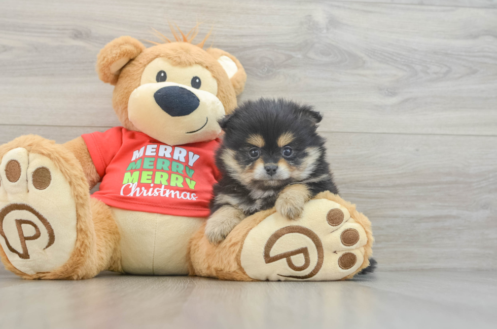 6 week old Pomeranian Puppy For Sale - Premier Pups