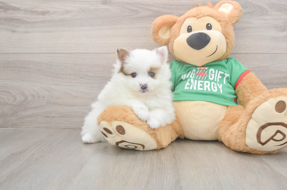 5 week old Pomeranian Puppy For Sale - Premier Pups