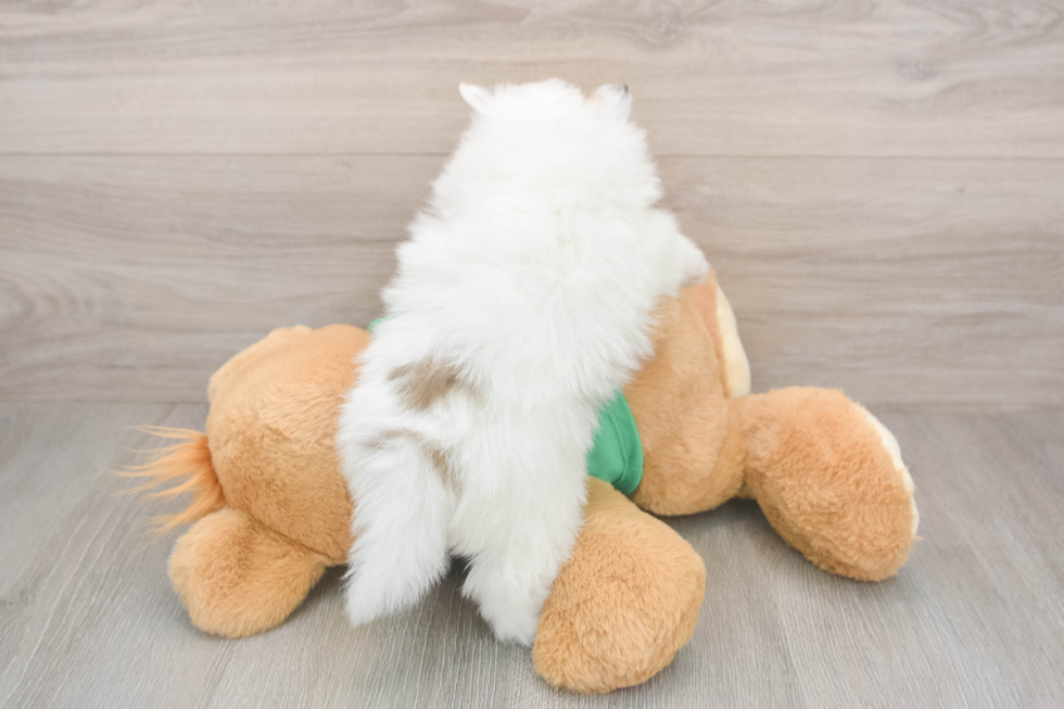 Pomeranian Pup Being Cute