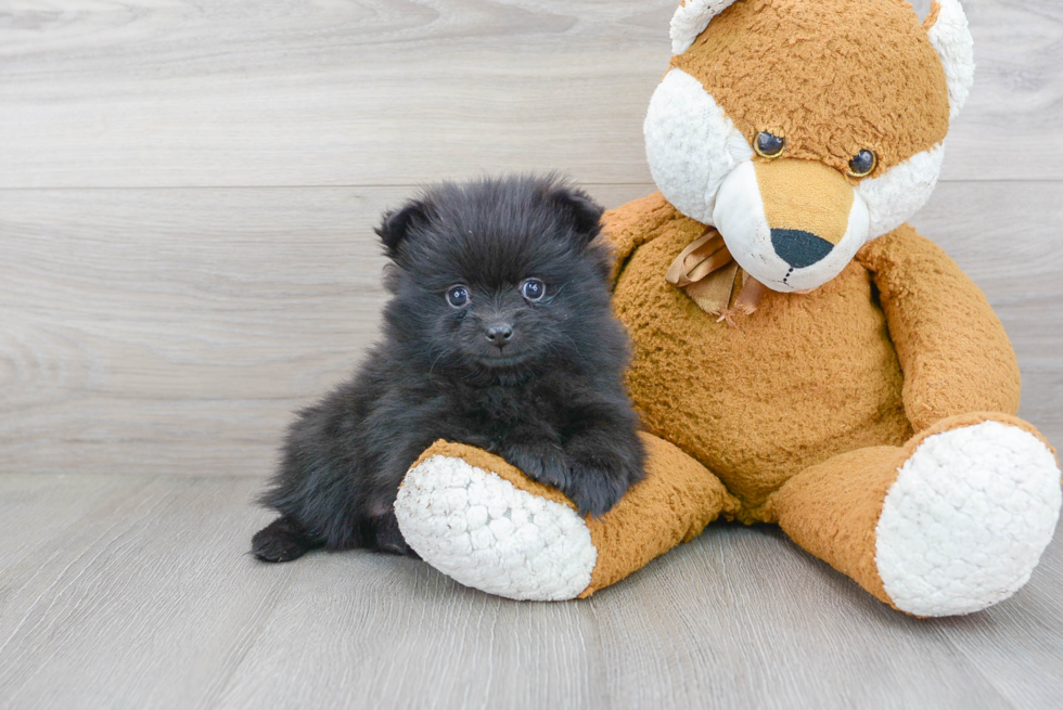 Pomeranian Puppy for Adoption