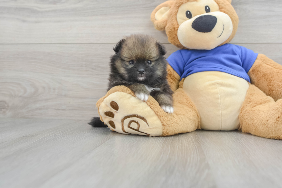 Fluffy Pomeranian Purebred Puppy