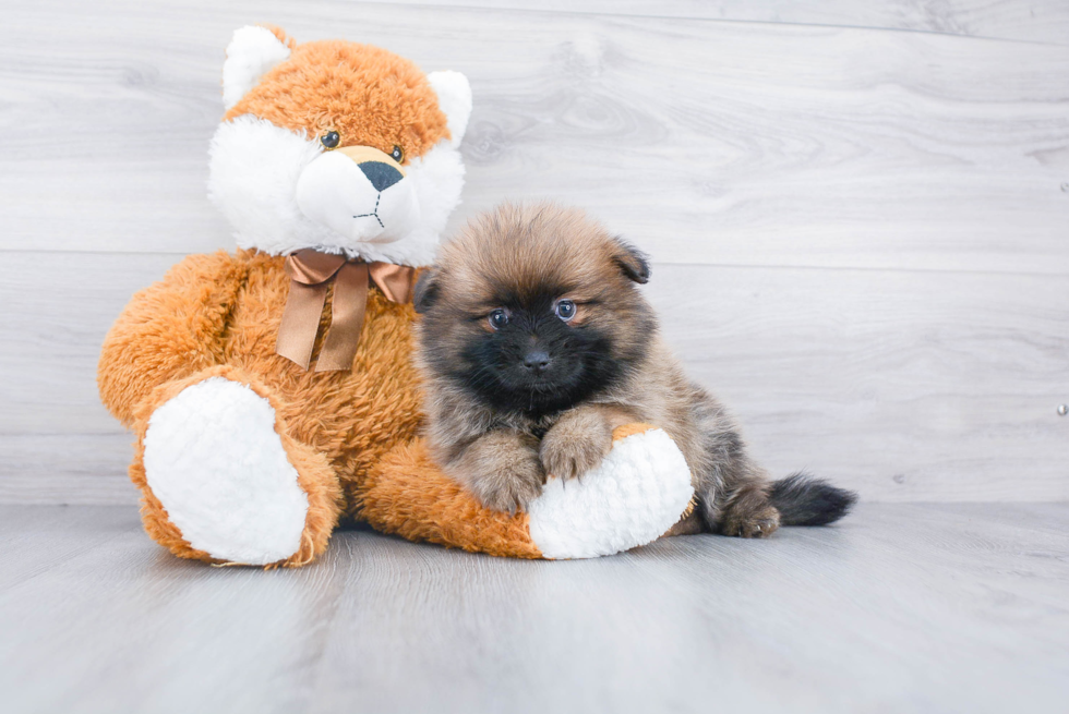 Smart Pomeranian Purebred Puppy