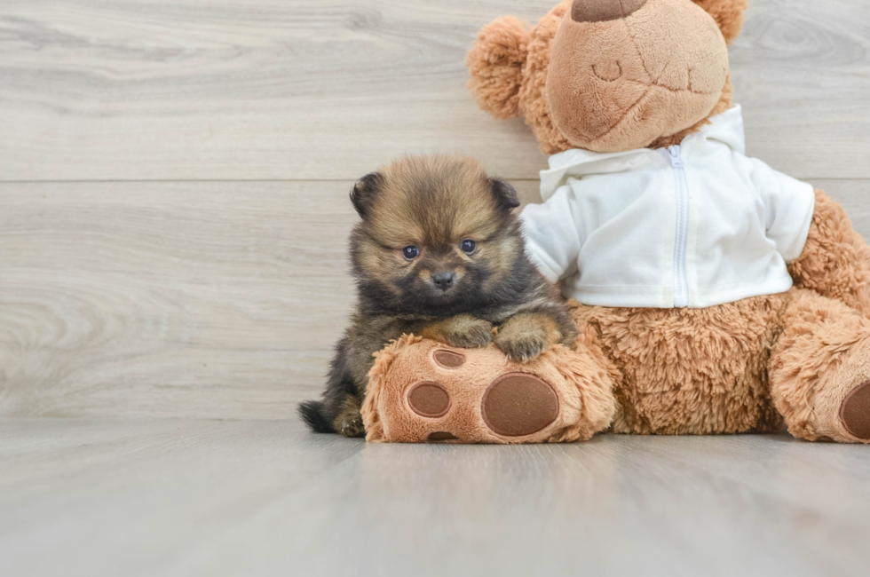 7 week old Pomeranian Puppy For Sale - Premier Pups