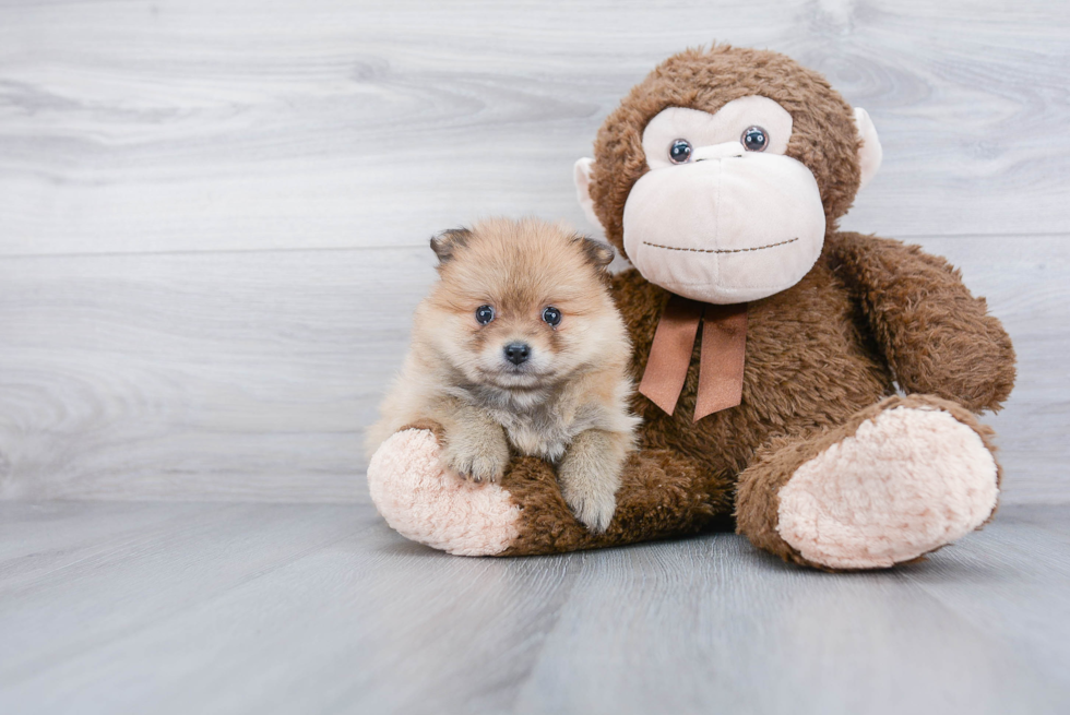 Playful Pomeranian Baby