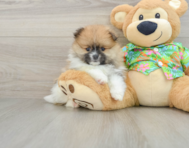 8 week old Pomeranian Puppy For Sale - Premier Pups