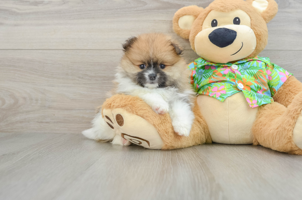 5 week old Pomeranian Puppy For Sale - Premier Pups