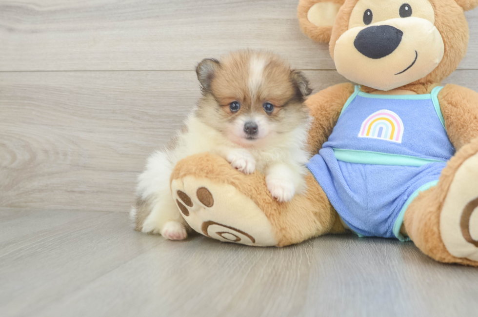 5 week old Pomeranian Puppy For Sale - Premier Pups
