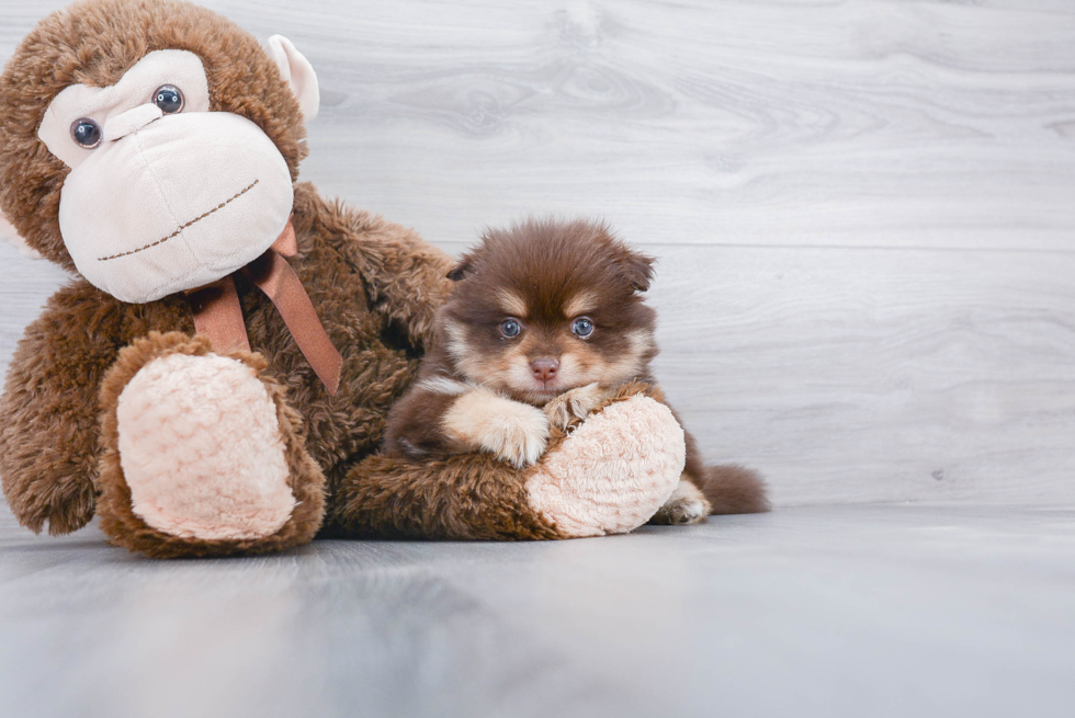 Friendly Pomeranian Baby