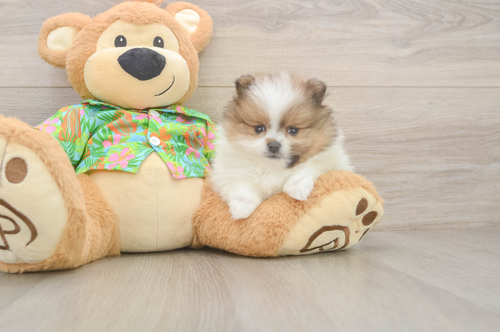 5 week old Pomeranian Puppy For Sale - Premier Pups
