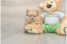 Adorable Loulou Purebred Puppy