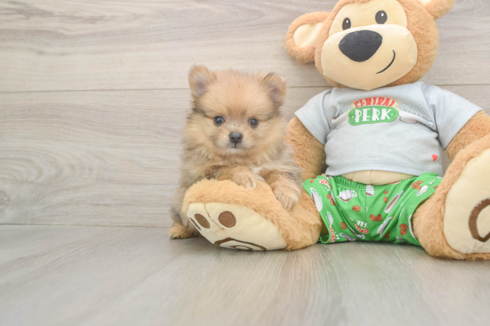 Adorable Loulou Purebred Puppy