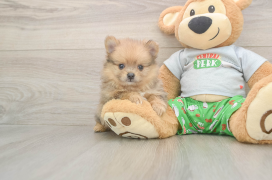 Adorable Loulou Purebred Puppy