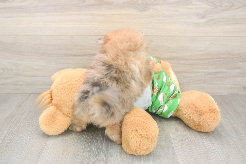 Sweet Pom Purebred Puppy