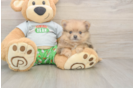Pomeranian Puppy for Adoption