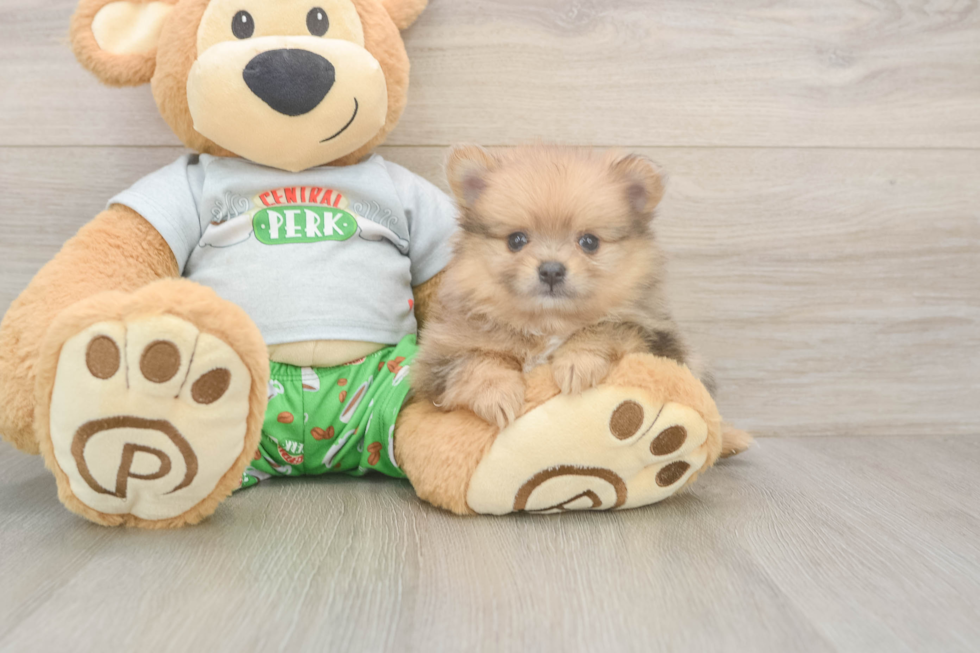 Pomeranian Puppy for Adoption