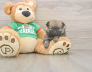 6 week old Pomeranian Puppy For Sale - Premier Pups
