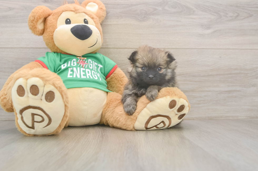 5 week old Pomeranian Puppy For Sale - Premier Pups