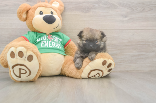 Smart Dwarf Spitz Purebred Puppy