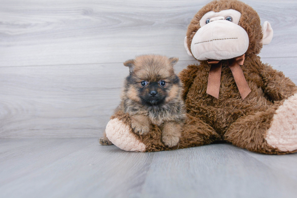 Funny Pomeranian Purebred Pup