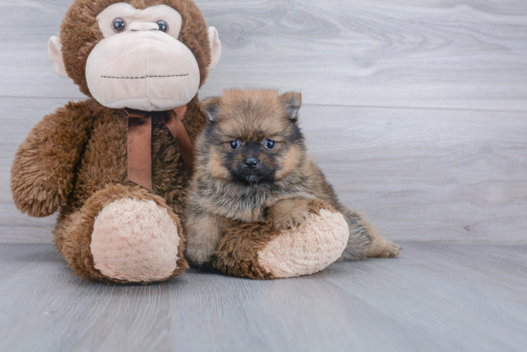 Smart Pomeranian Purebred Puppy