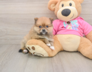 8 week old Pomeranian Puppy For Sale - Premier Pups