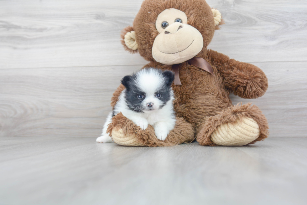 Happy Pomeranian Purebred Puppy