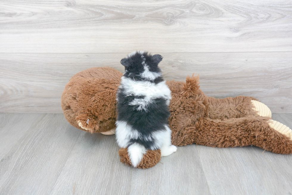 Hypoallergenic Pomeranian Purebred Pup