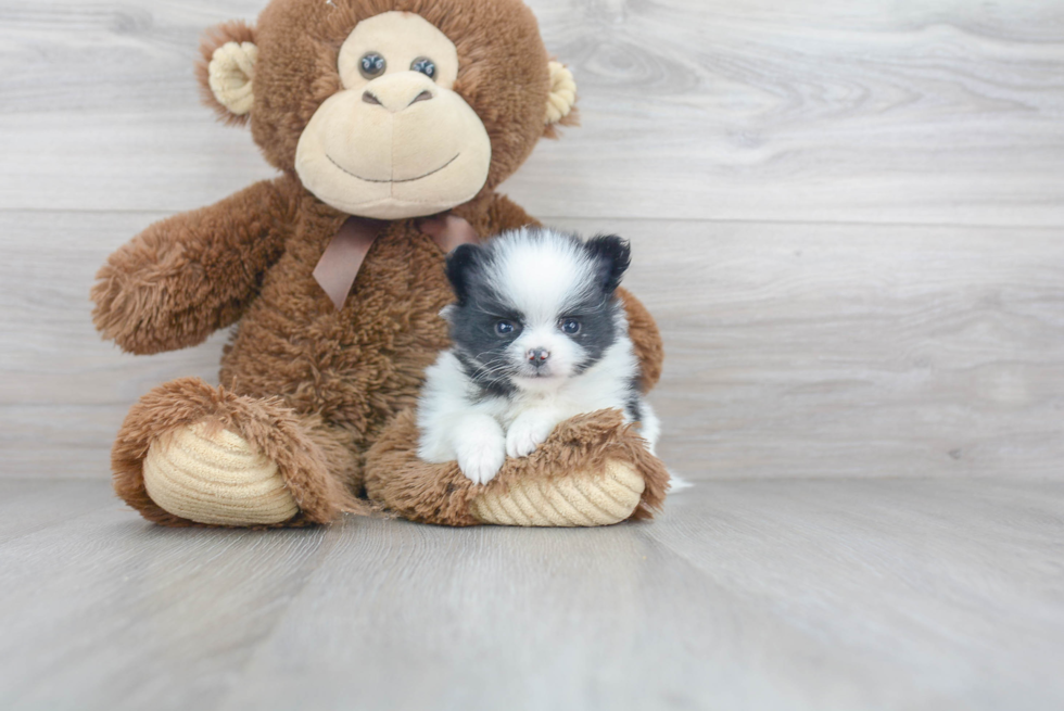 Smart Pomeranian Purebred Puppy