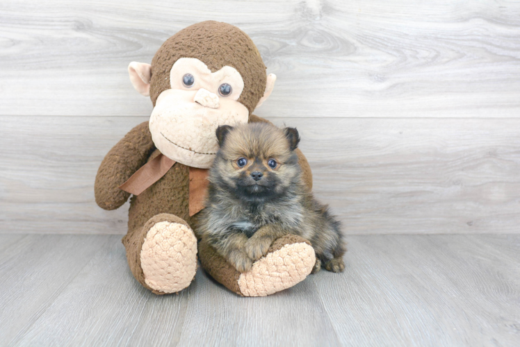 Fluffy Pomeranian Purebred Puppy