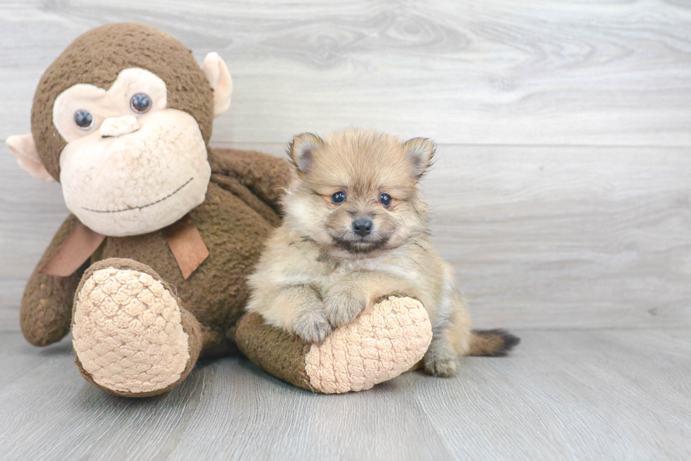 Playful Pomeranian Purebred Pup