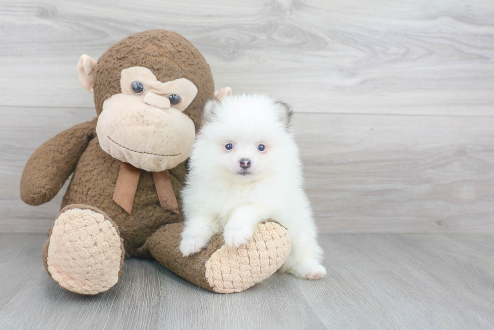 Small Pomeranian Purebred Pup