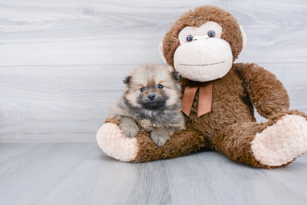 Playful Pomeranian Purebred Pup