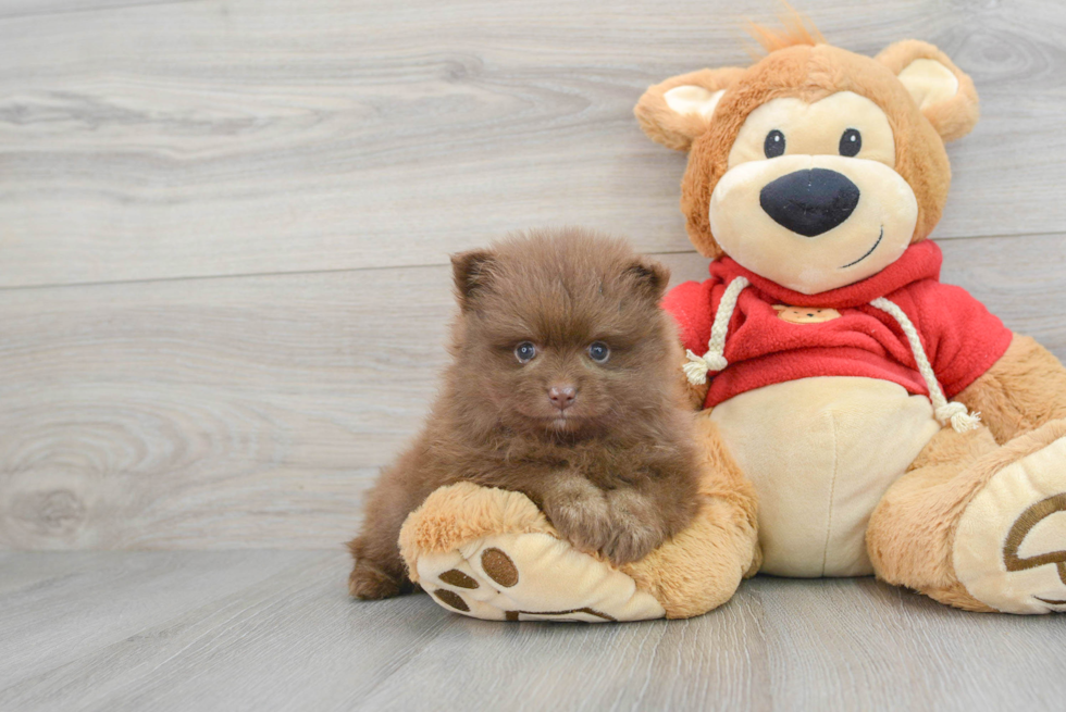 Best Pomeranian Baby