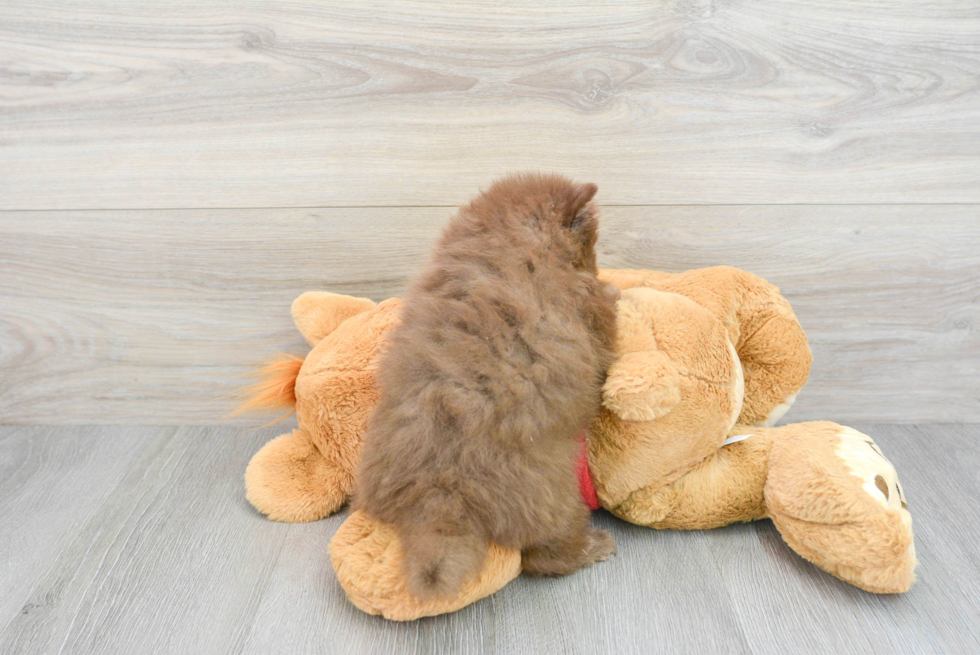 Playful Pomeranian Baby