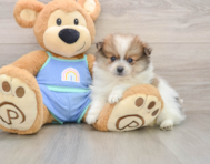 8 week old Pomeranian Puppy For Sale - Premier Pups