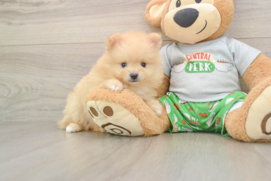 Pomeranian Puppy for Adoption