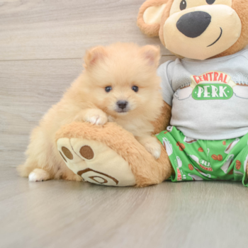 Pomeranian Puppy for Adoption
