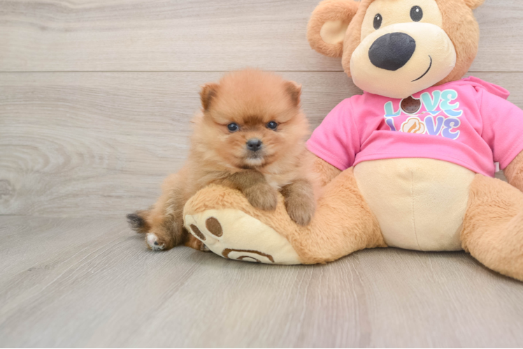 Popular Pomeranian Purebred Pup