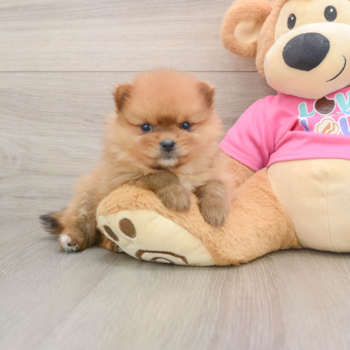 Popular Pomeranian Purebred Pup
