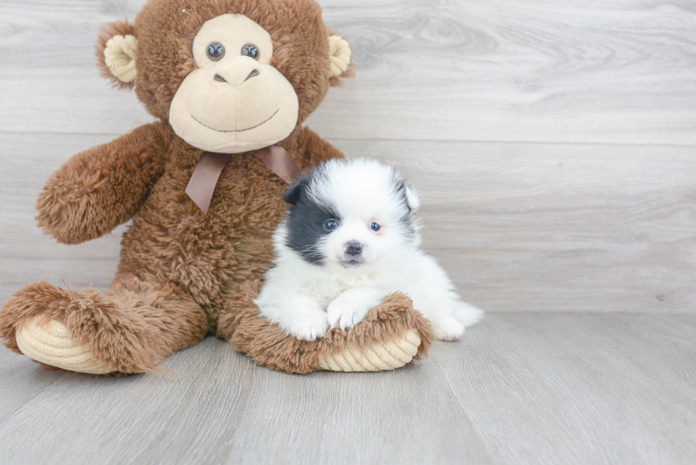 Sweet Pomeranian Purebred Puppy