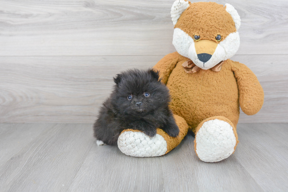 Sweet Pomeranian Purebred Puppy