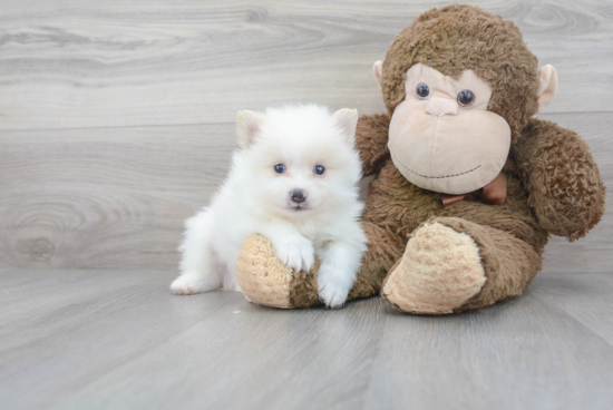 Small Pomeranian Purebred Pup