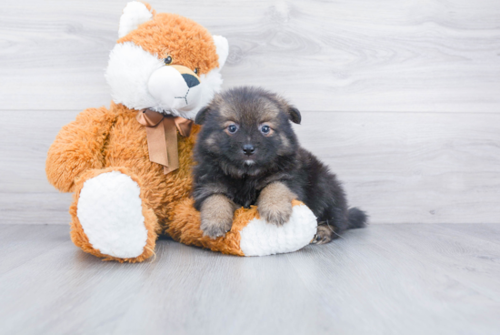 Friendly Pomeranian Baby